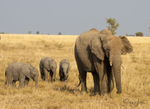 Masai Mara Elephants 1
