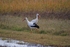 White Storks
