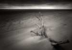 Dead Wood