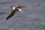 Black-browed Albatross glides down, West Point Island, Falklands