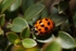 Harlequin Ladybird