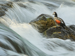 Harlequin Duck (male) at waterfall, River Laxa, Iceland