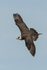 Arctic Skua