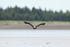 Bald Eagle low over beach front view, Silver Salmon Creek, Alaska