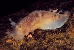 Tritonia hombergii