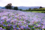 The Borage Field
