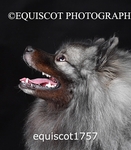 equiscot1757