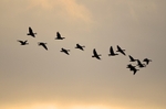Pink-footed Geese