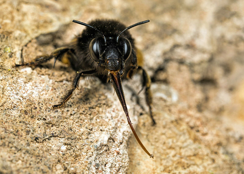 Female Hairy-footed Flower Bee ([i]Anthophora plumipes[/i]), near a nest burrow in an old stone wall. Warwickshire, A…