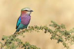 Lilac-breasted Roller