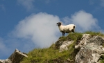 Connemara Sheep