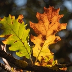 Downy oak (Quercus pubescens)