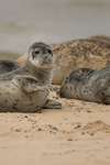 Common Seal