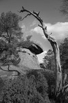 Nature's antiquarian rarities portfolio