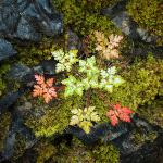 HERB ROBERT IN AUTUMN GARB, 2017 - BRUCE COUNTY
