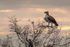 Martial Eagle