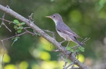 Olive Tree Warbler