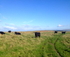 On The Hill