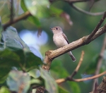 Brown Flycatcher
