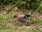 Jay
