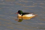 Goosander