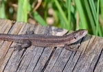 March/April 2020 - Common Lizard