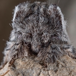 Convolvulus hawk (Herse convolvulii) -