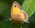 Hedge Brown