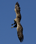 White tailed eagle, Isle of Mull, Scotland