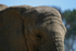 African Elephant close-up