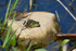Marsh Frog