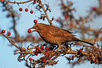Blackbird
