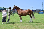 SBM_03911