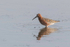 Curlew Sandpiper