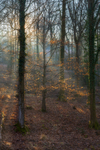 Illuminated Winter Beech