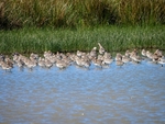 Black-tailed Godwits