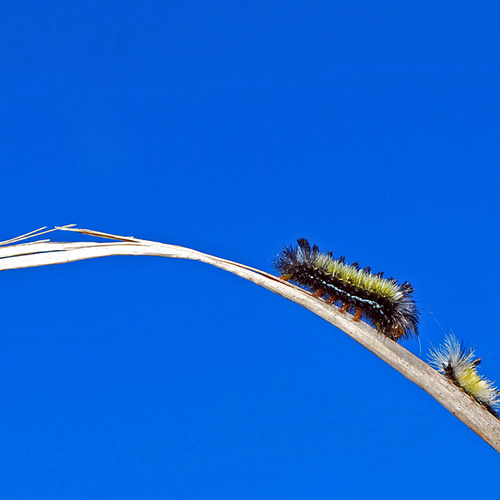 A baby caterpillar follows another (probably an older sibling) along the arch of a grass stalk.