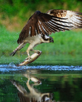 Scottish Osprey reflection with trout, Rothiemurchus