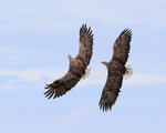 Two Sea Eagles in flight, Flatanger, Norway