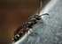 Sapyga quinquepunctata (f)
