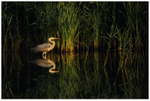 Heron on Reed and Water