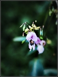 Emerge