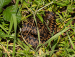 Adder