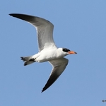 Caspian Tern (Sterna caspia) 1W