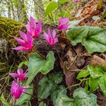 Spring Cyclamen (Cyclamen repandum)