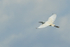 Little Egret in flight, Gao Giong, Vietnam