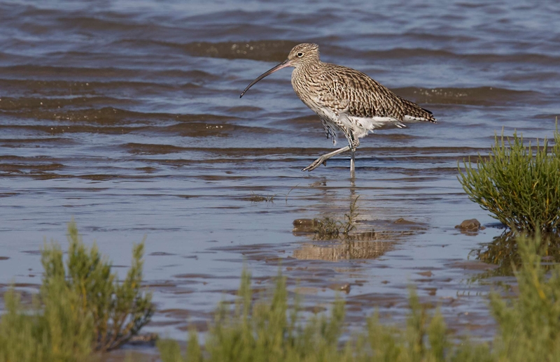 Eurasian Curlew - Dee Estuary - North Wales