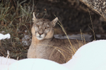 Puma Petaca at Laguna Goic in snow, Torres del Paine, Chile