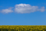 Lonely as a Cloud - Dorchester, Dorset
