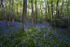 Bluebells